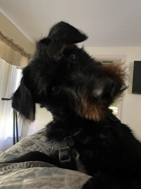 Benny