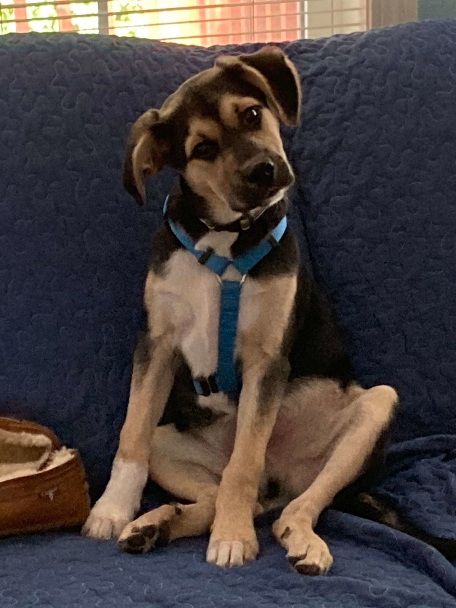 Bodhi