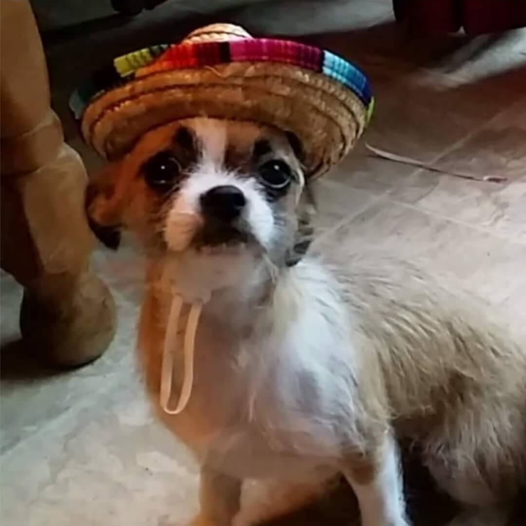 Piper
