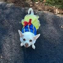lily as Snow White