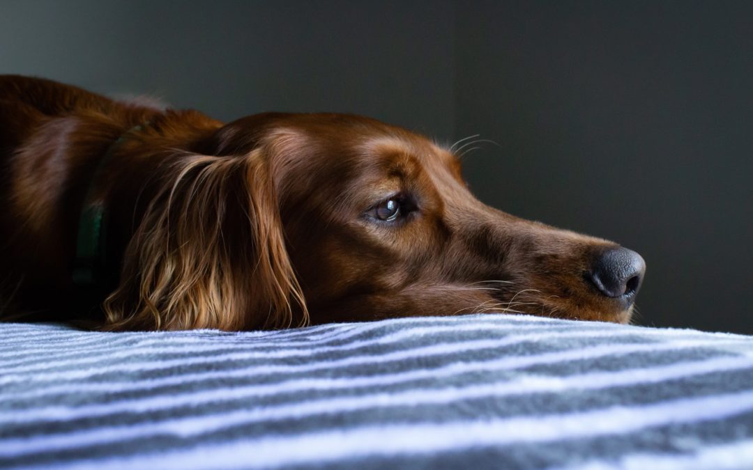 Brown dog lying on a bed