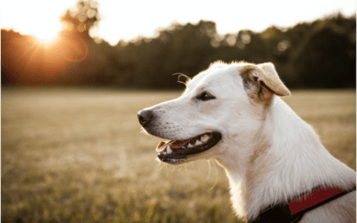 What Causes Canine Heartworm Disease?