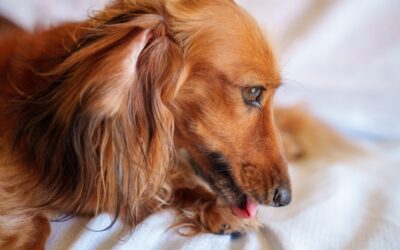 What You Should Know About Your Pet’s Hot Spots