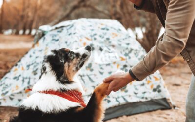 Tips When Camping With Pets