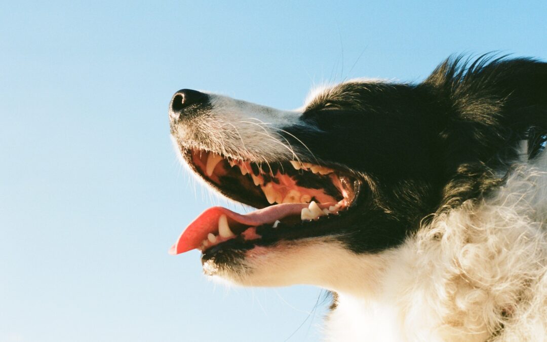 Smile Bright, Wag Right: Your Guide to Canine Dental Wellness