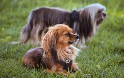 The Importance of Regular Fecal Tests for Your Pet’s Health