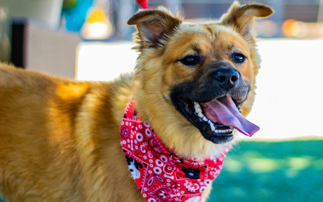 Your Guide to a Smooth Transition: Tips for Adopting a Shelter Pet